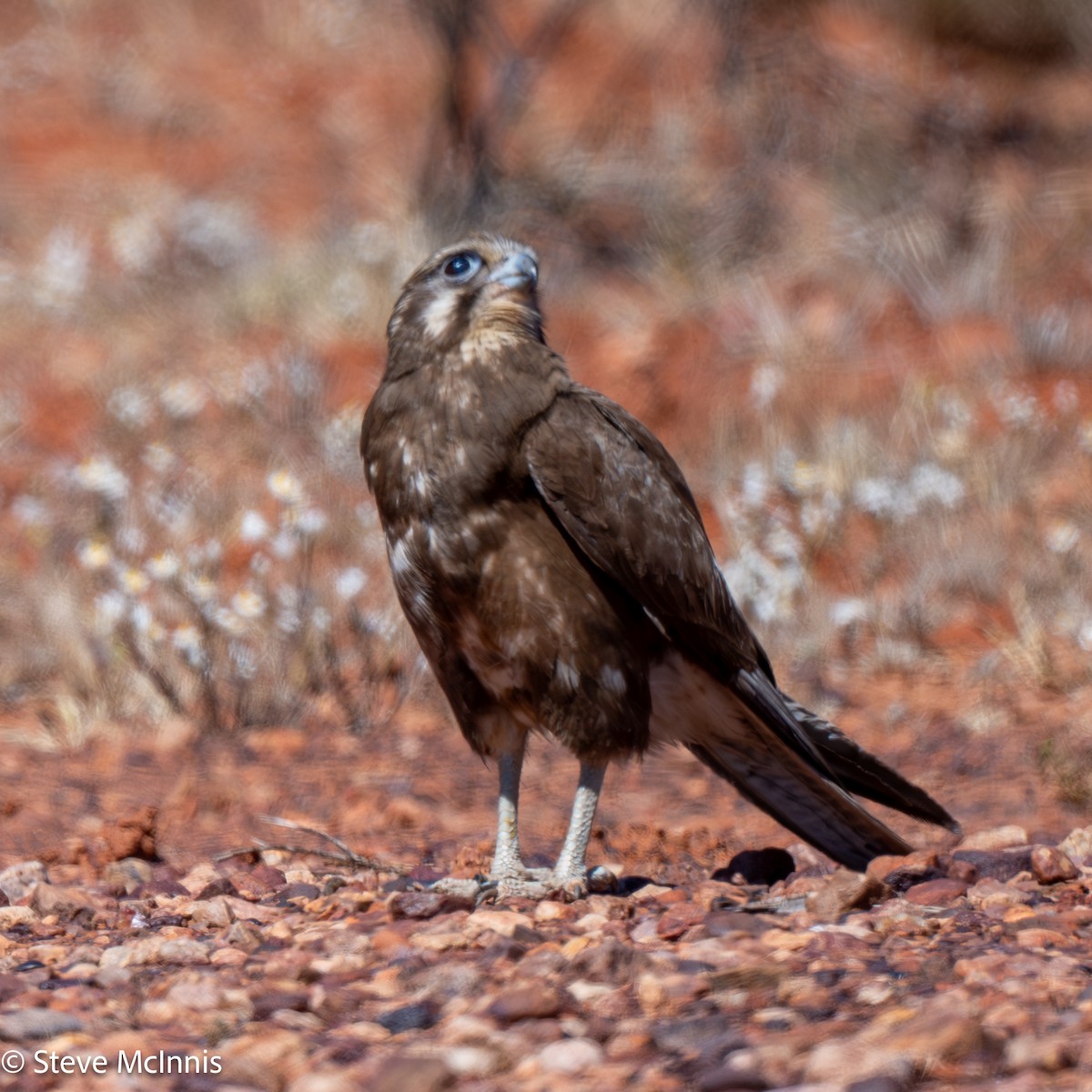 Brown Falcon - ML642176849