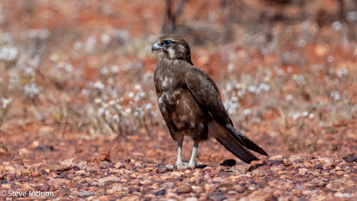 Brown Falcon - ML642176850