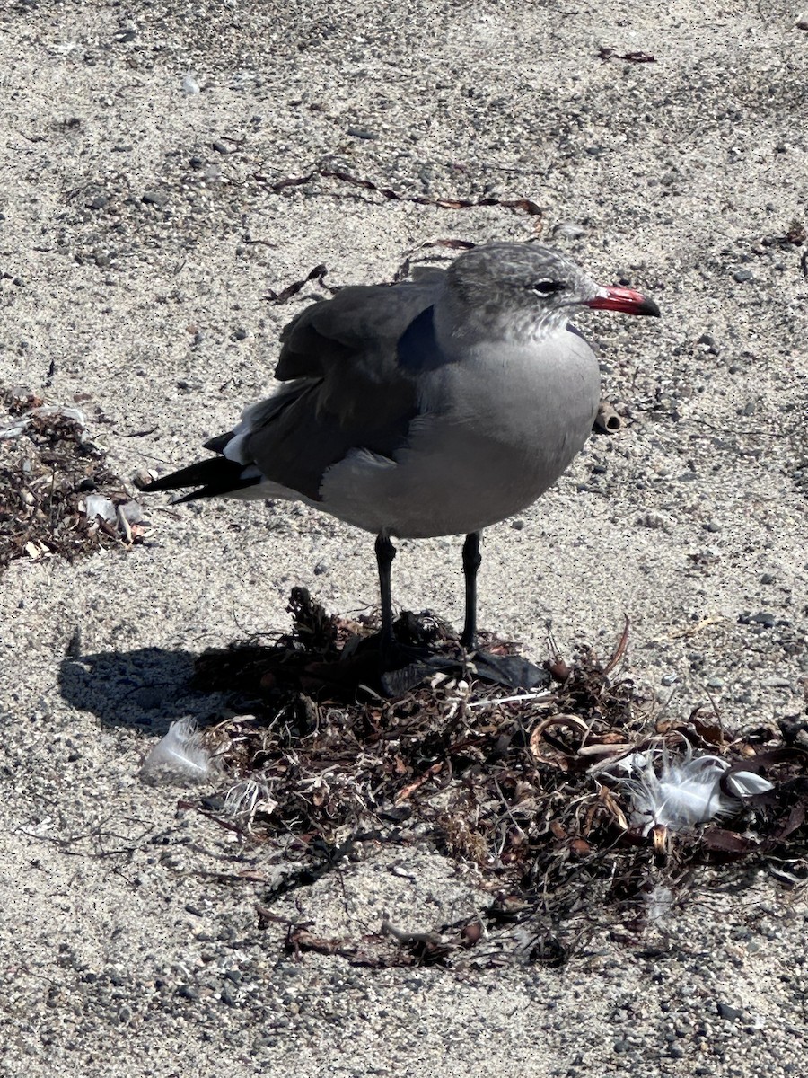 Heermann's Gull - ML642176857