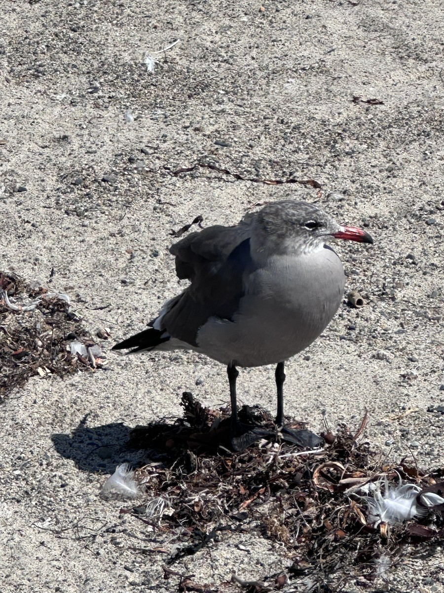 Heermann's Gull - ML642176858