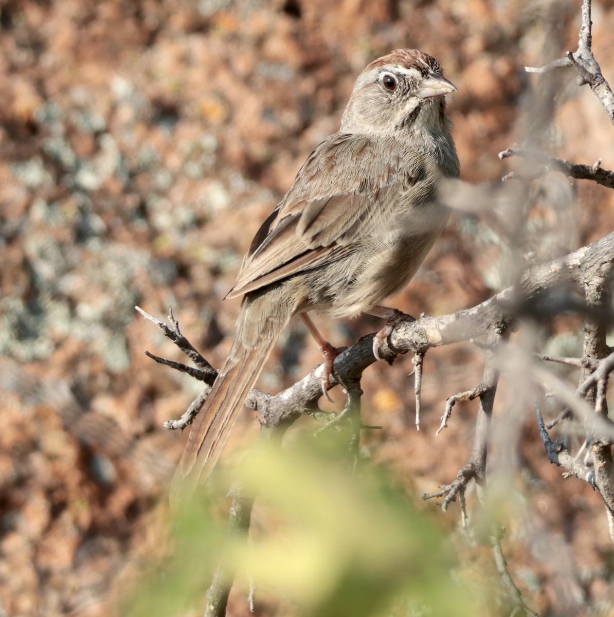 Rufous-crowned Sparrow - ML642176860