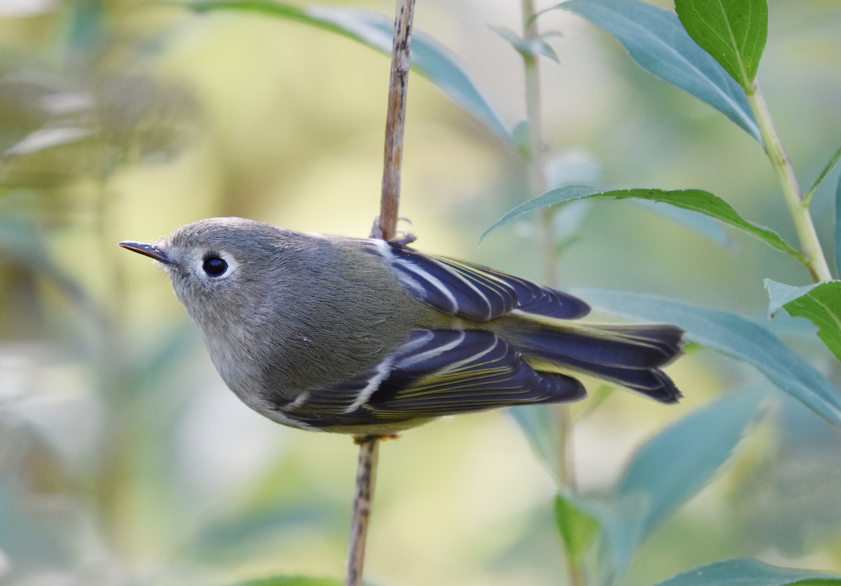 Ruby-crowned Kinglet - ML642176861