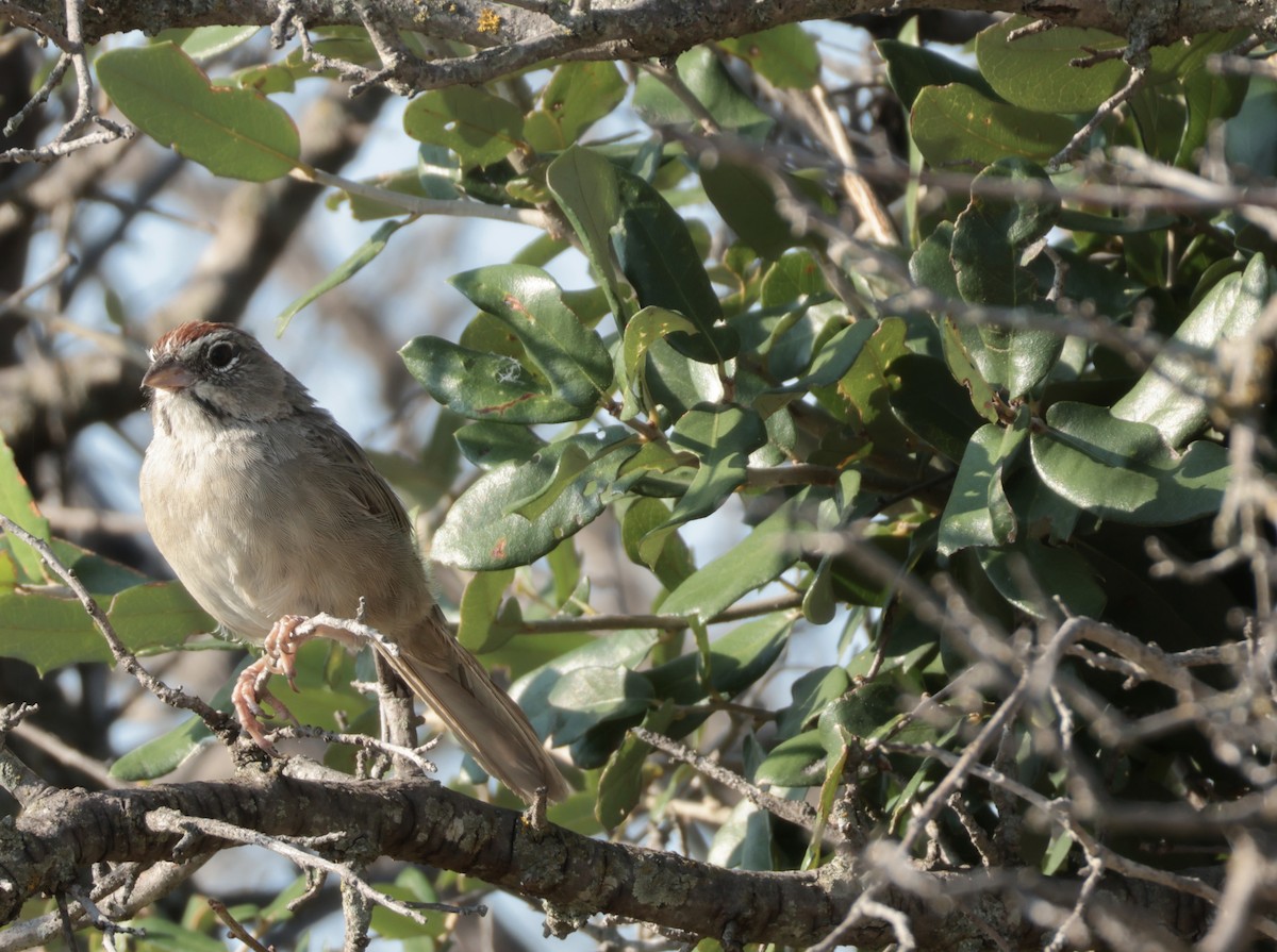 Rufous-crowned Sparrow - ML642176862