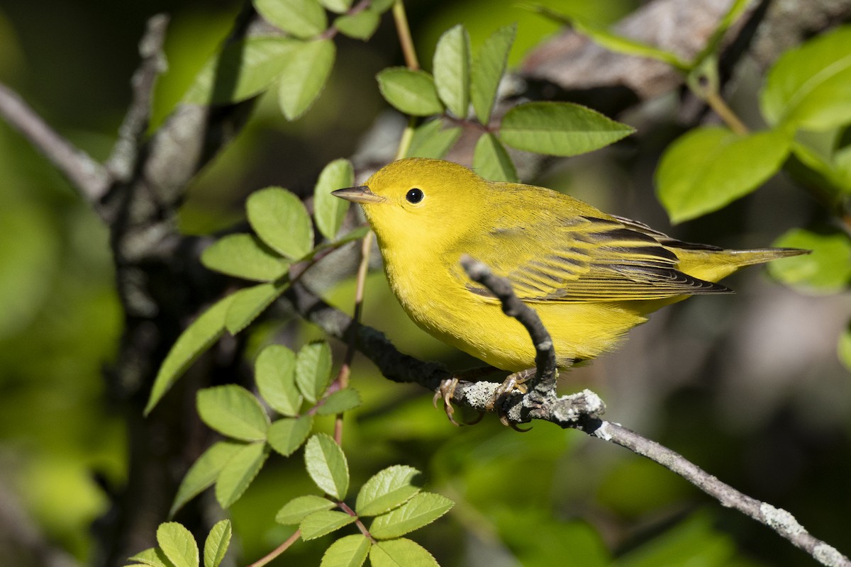 Yellow Warbler (Northern) - ML642176867