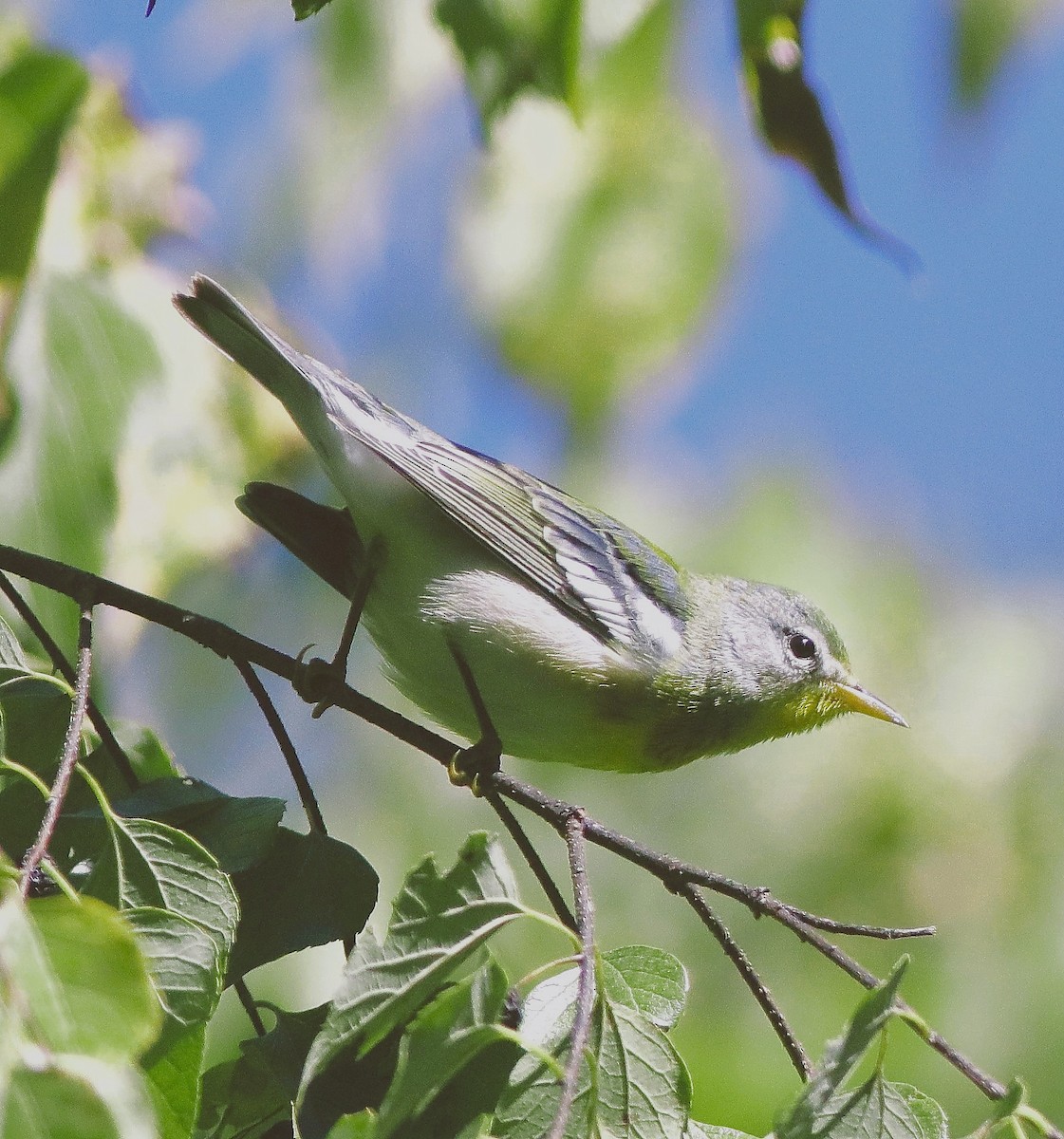 Northern Parula - ML642176888