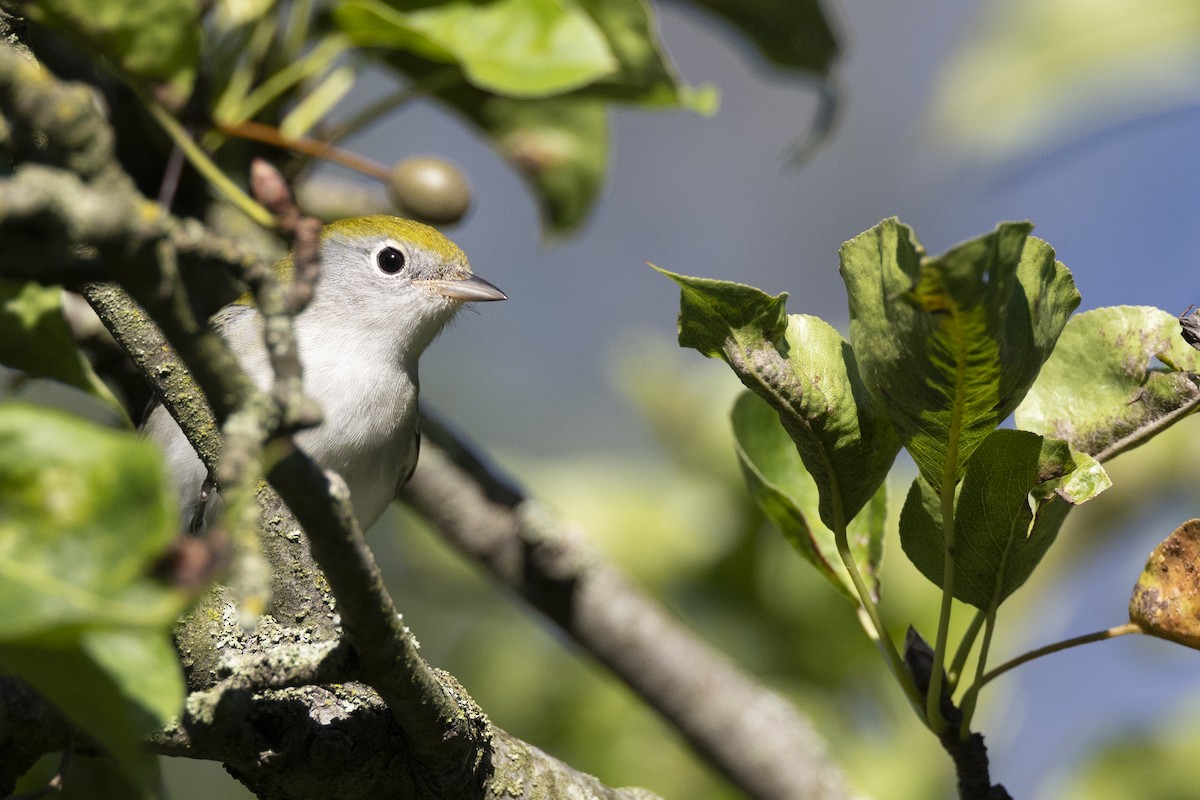 Chestnut-sided Warbler - ML642176892