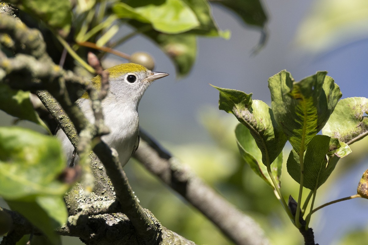Chestnut-sided Warbler - ML642176894