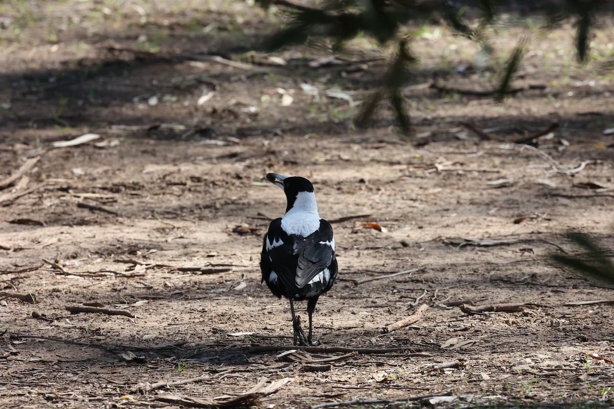 Australian Magpie (White-backed) - ML642176899