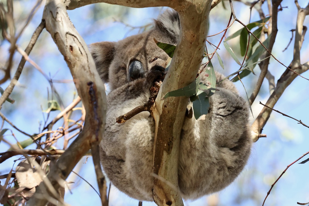 Koala - ML642176919