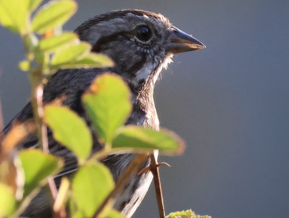 Song Sparrow - ML642176924