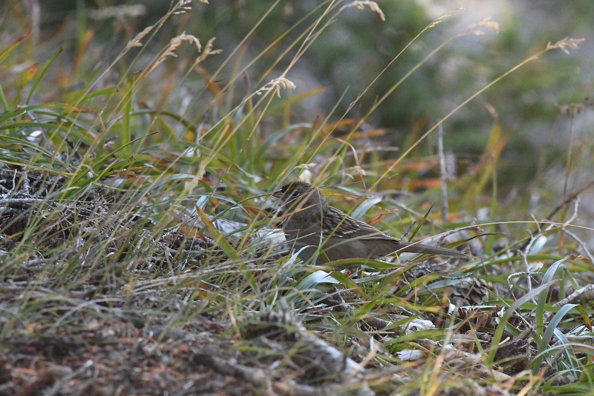 Golden-crowned Sparrow - ML642176934