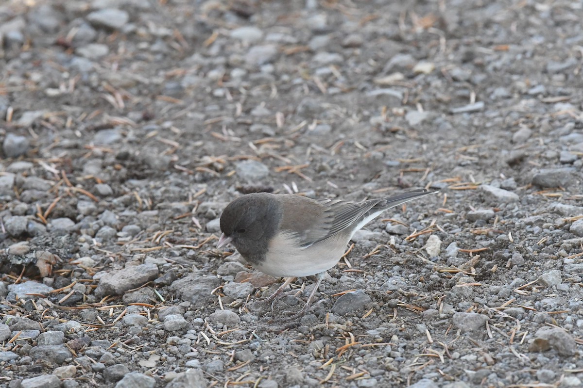 Dark-eyed Junco - ML642176935
