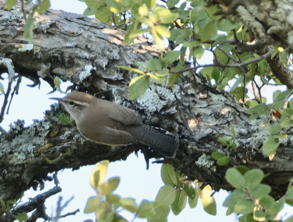 Bewick's Wren - ML642176938
