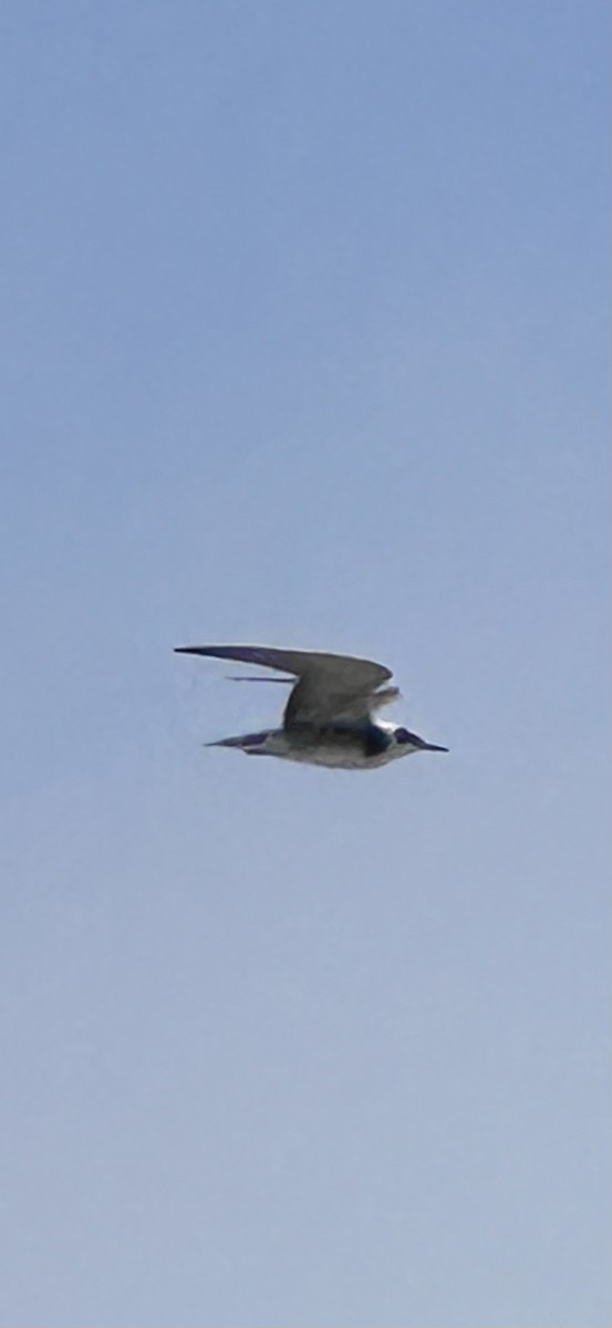 Black Tern - ML642176941