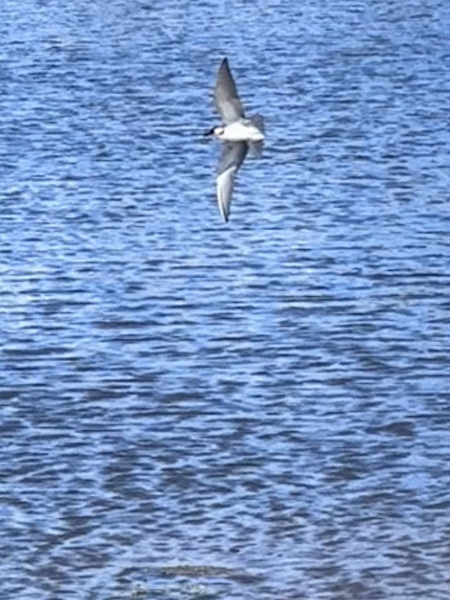 Black Tern - ML642176942