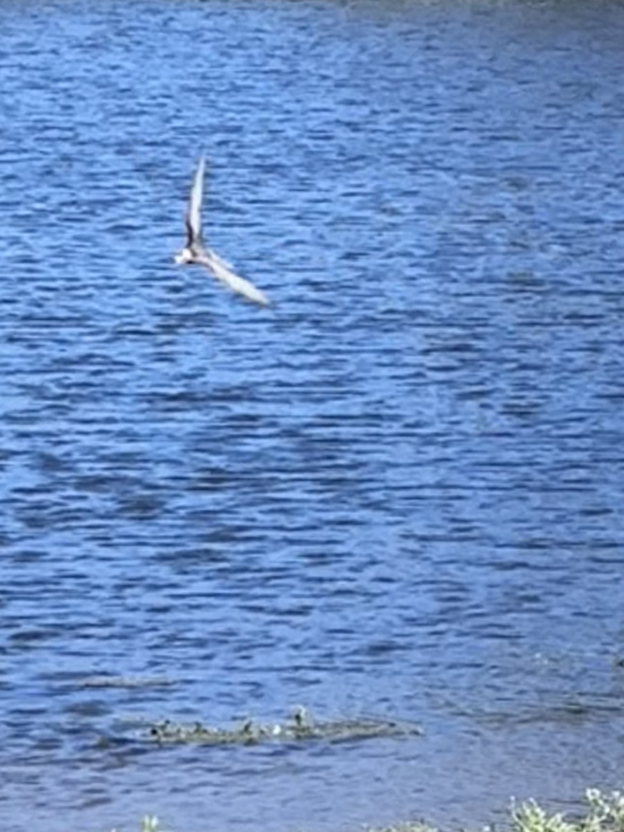 Black Tern - ML642176943