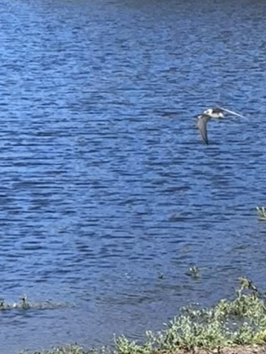 Black Tern - ML642176944