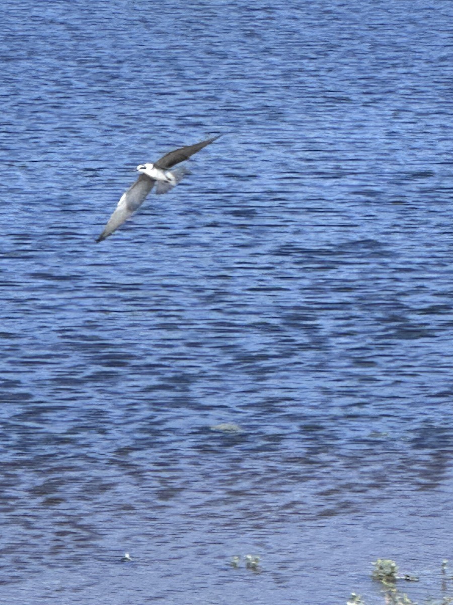 Black Tern - ML642176945