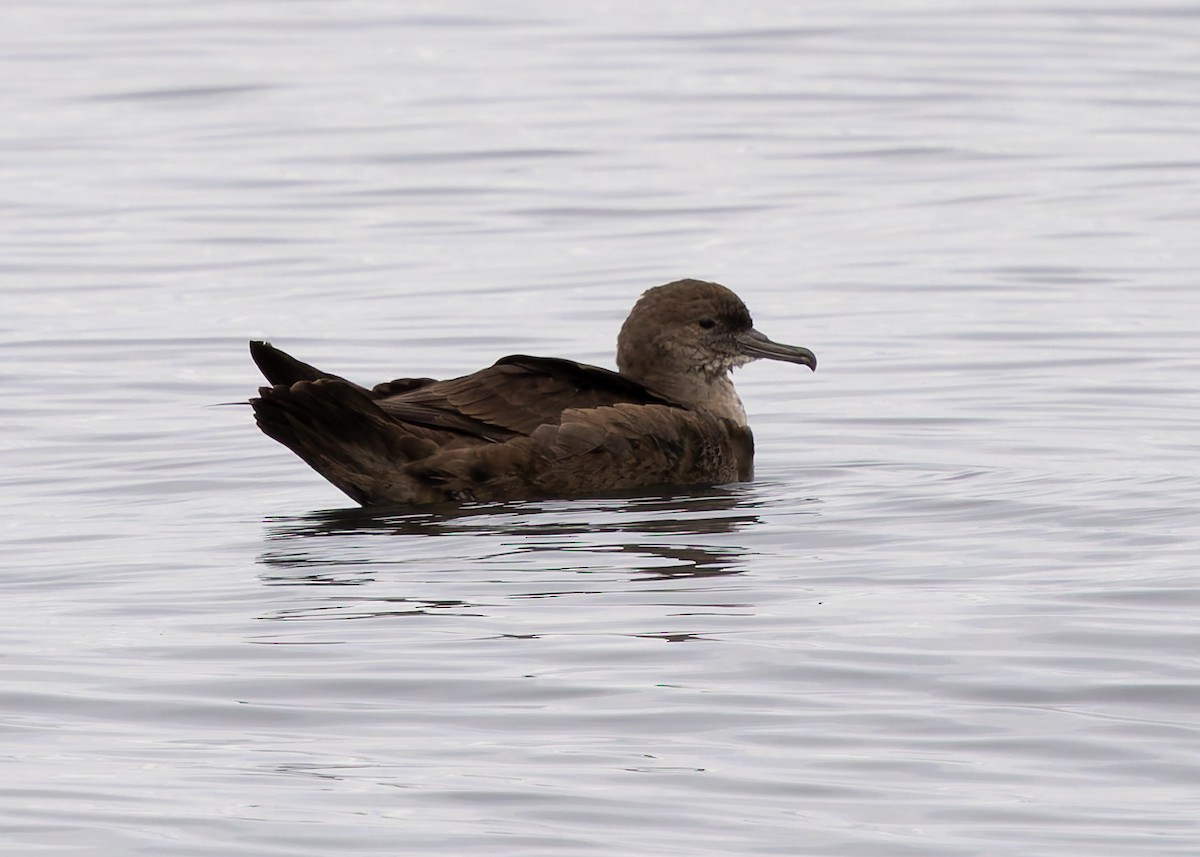Short-tailed Shearwater - ML642176950