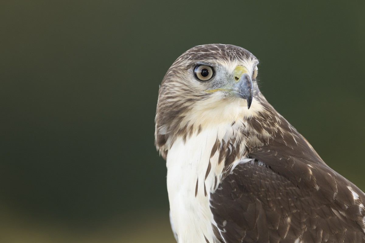 Red-tailed Hawk (borealis) - ML642176953