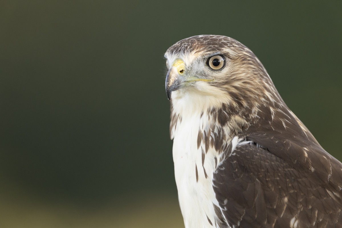 Red-tailed Hawk (borealis) - ML642176954