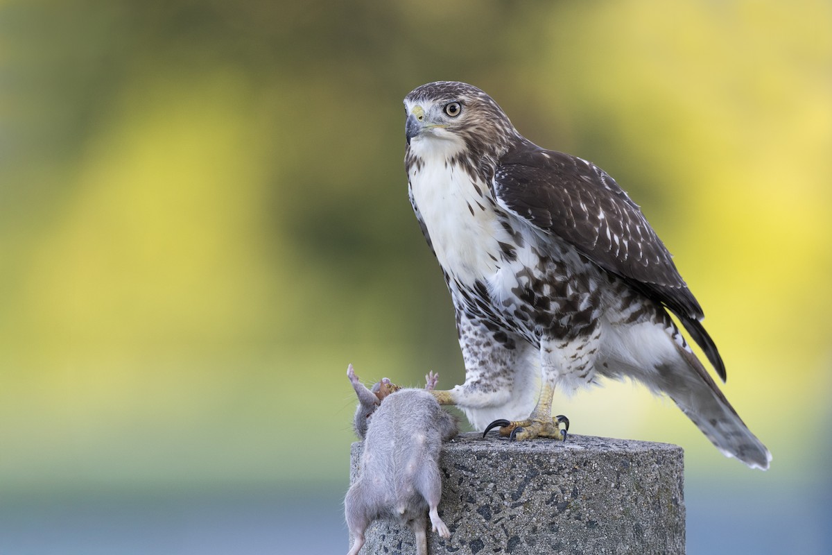 Red-tailed Hawk (borealis) - ML642176955