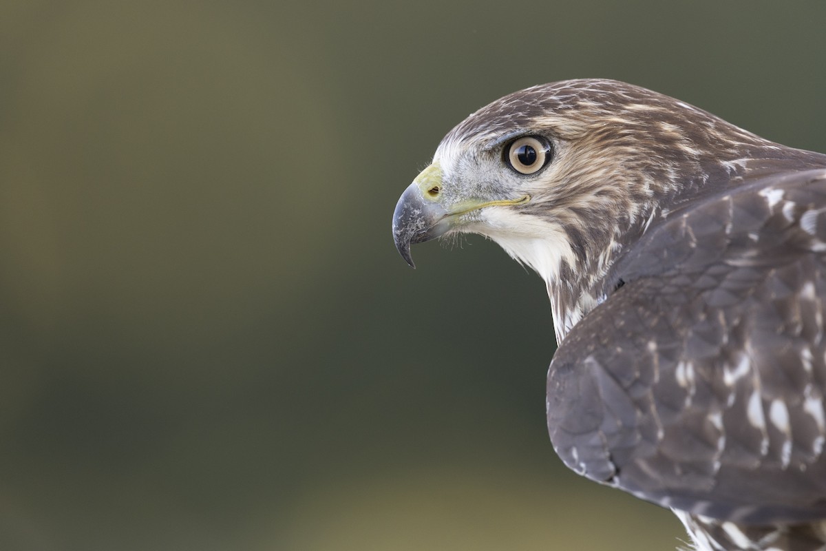 Red-tailed Hawk (borealis) - ML642176956