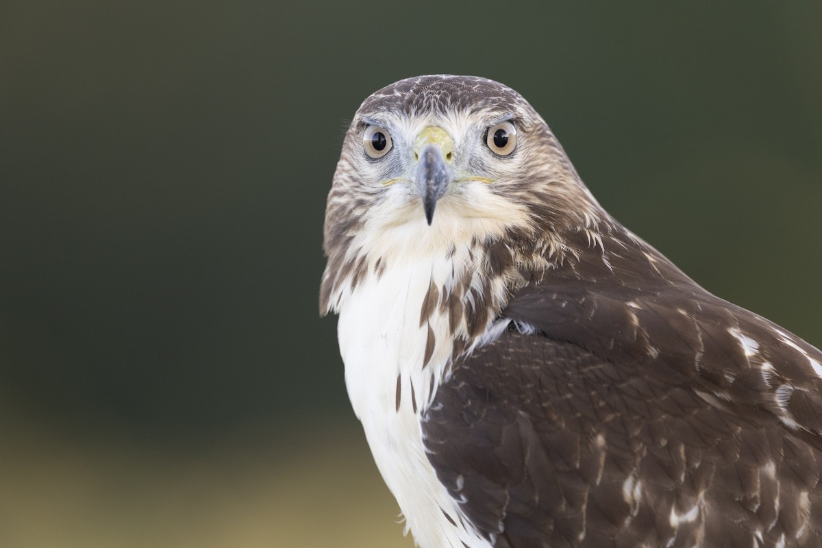 Red-tailed Hawk (borealis) - ML642176957