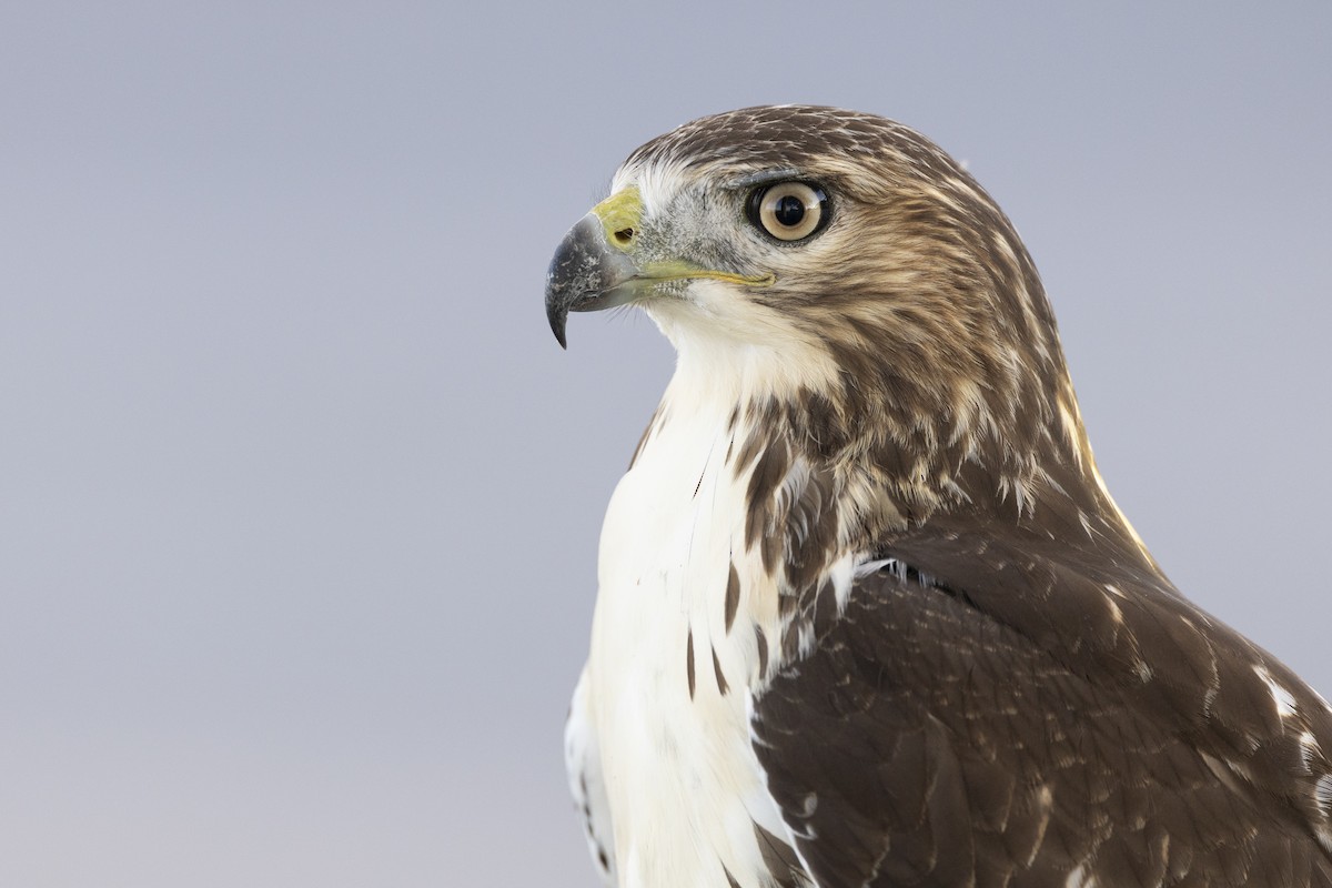 Red-tailed Hawk (borealis) - ML642176958
