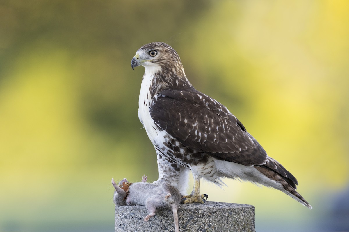 Red-tailed Hawk (borealis) - ML642176959
