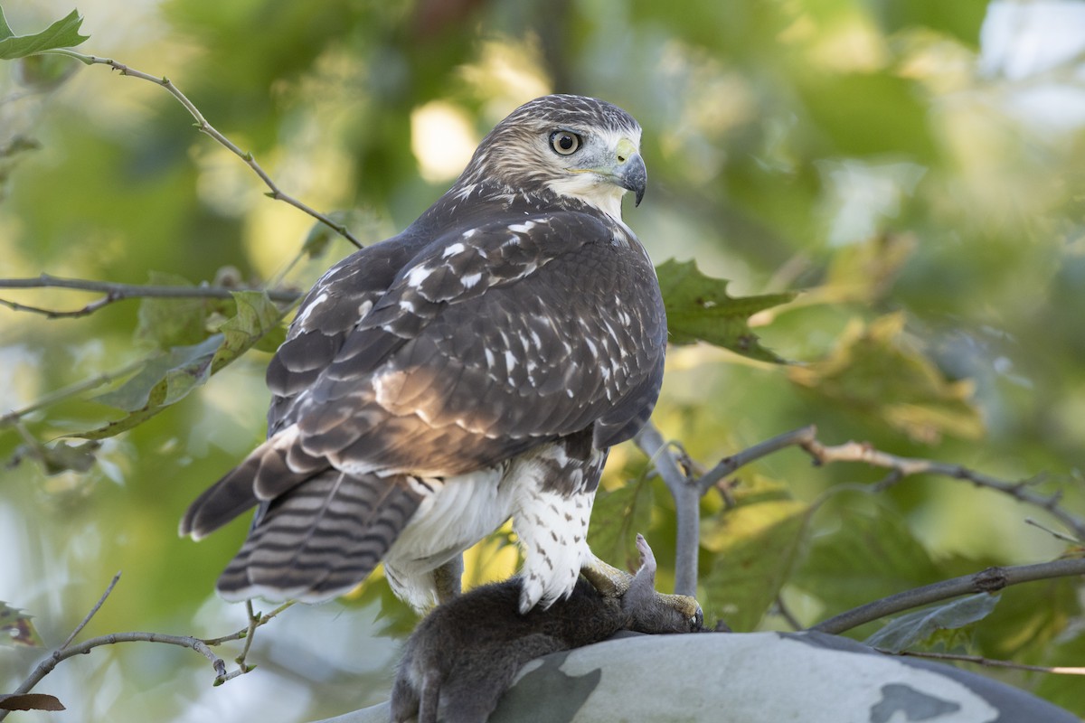 Red-tailed Hawk (borealis) - ML642176960