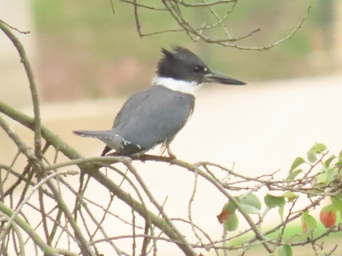 Belted Kingfisher - ML642176964