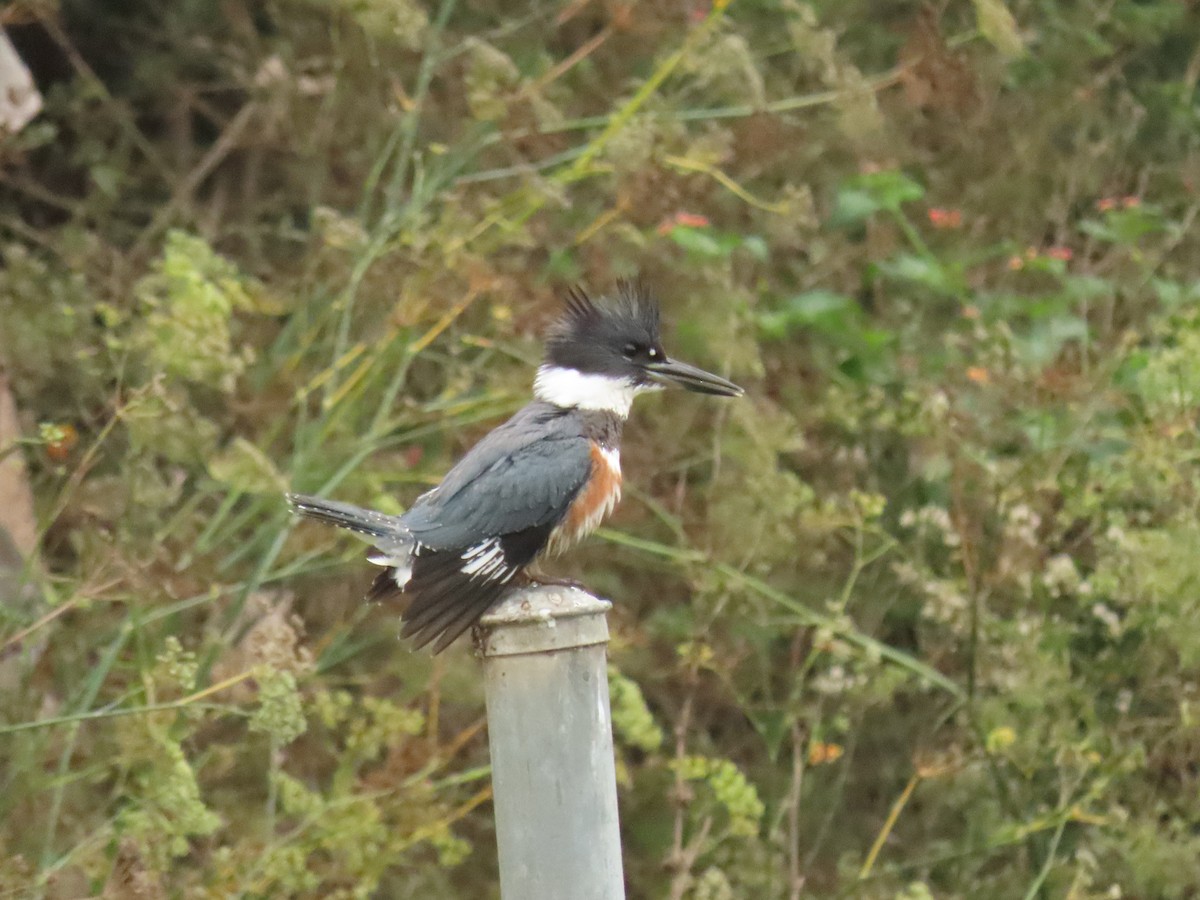Belted Kingfisher - ML642176965