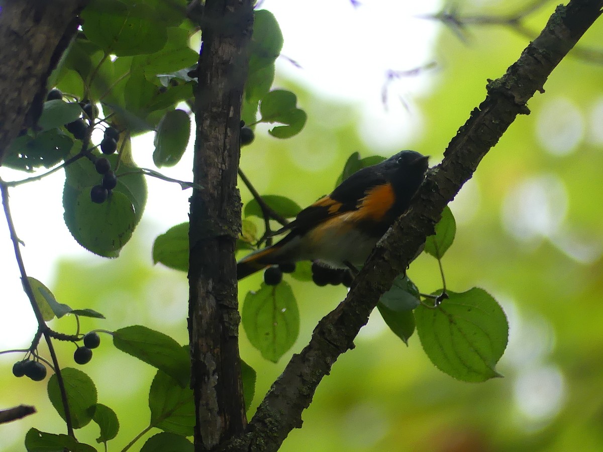 American Redstart - ML642176972