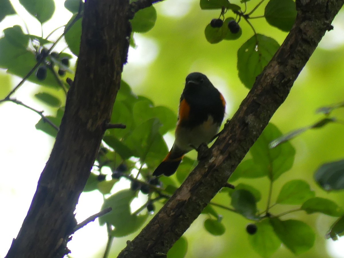 American Redstart - ML642176973