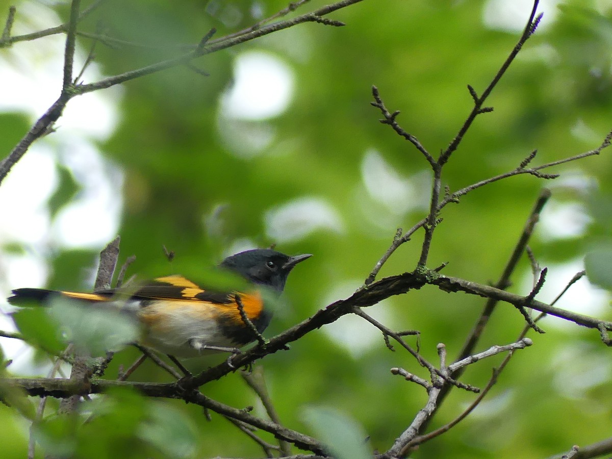 American Redstart - ML642176974