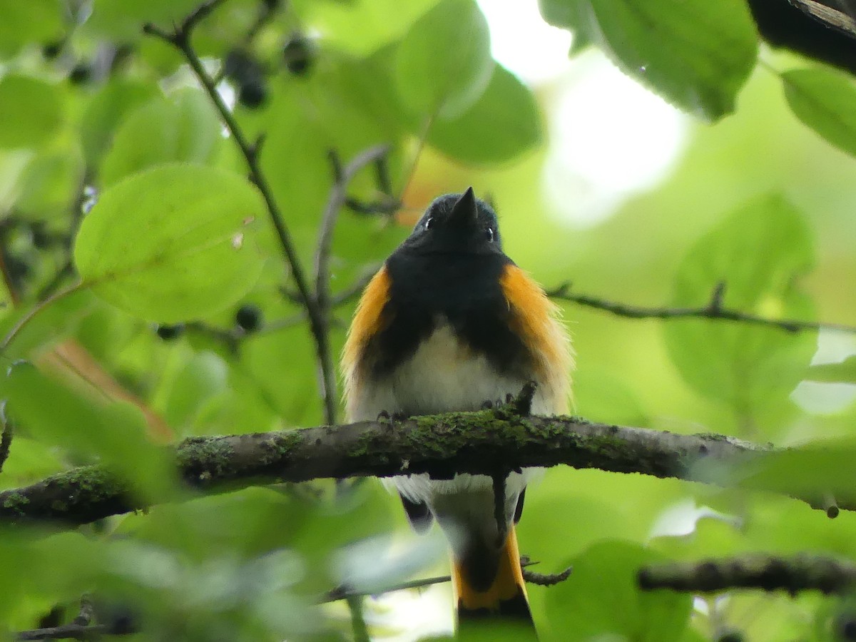 American Redstart - ML642176977