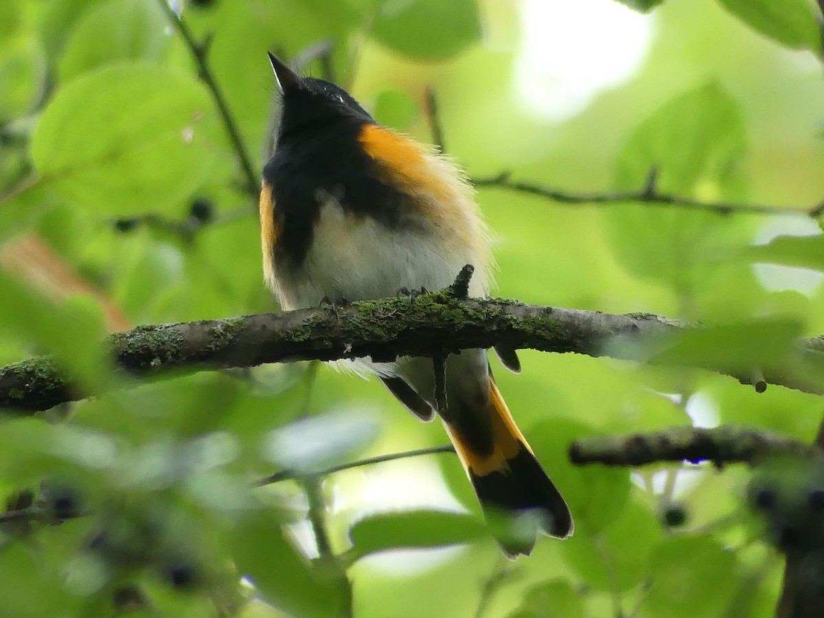 American Redstart - ML642176978