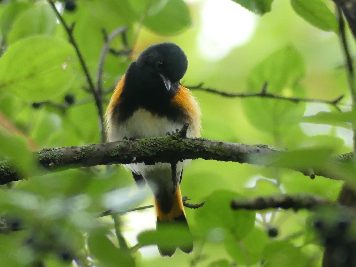 American Redstart - ML642176979