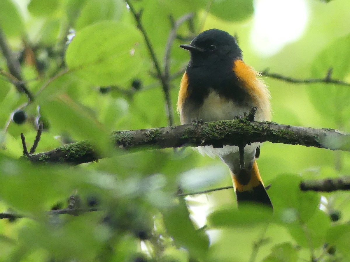 American Redstart - ML642176980
