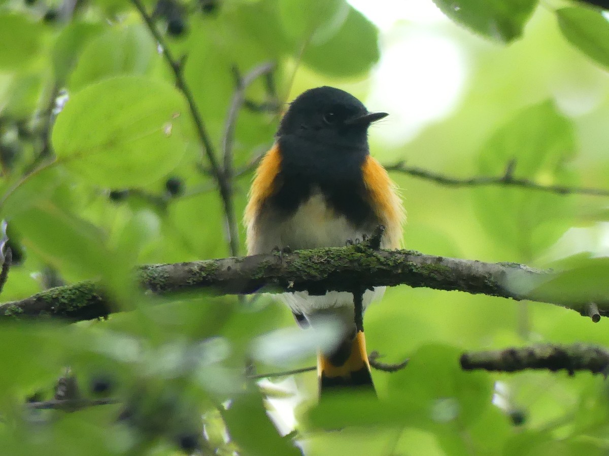American Redstart - ML642176981