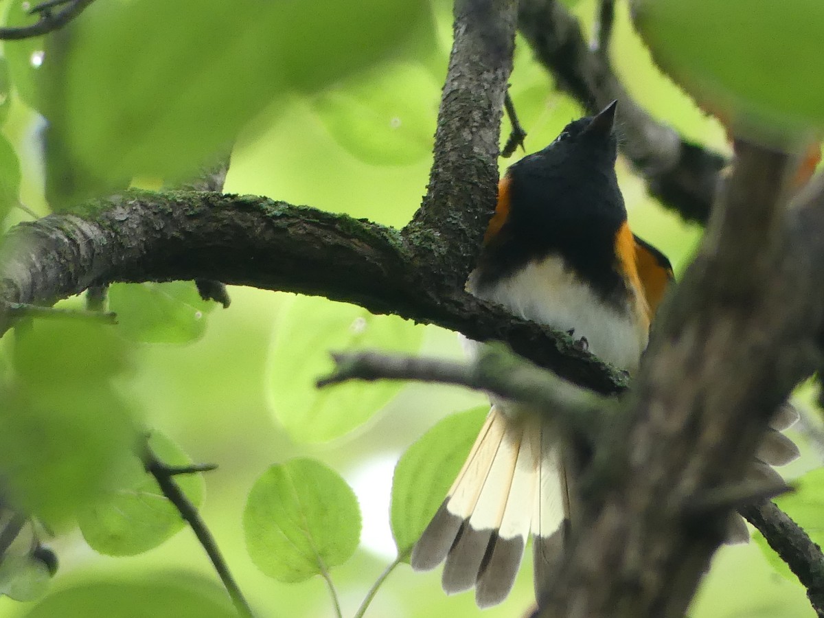 American Redstart - ML642176982
