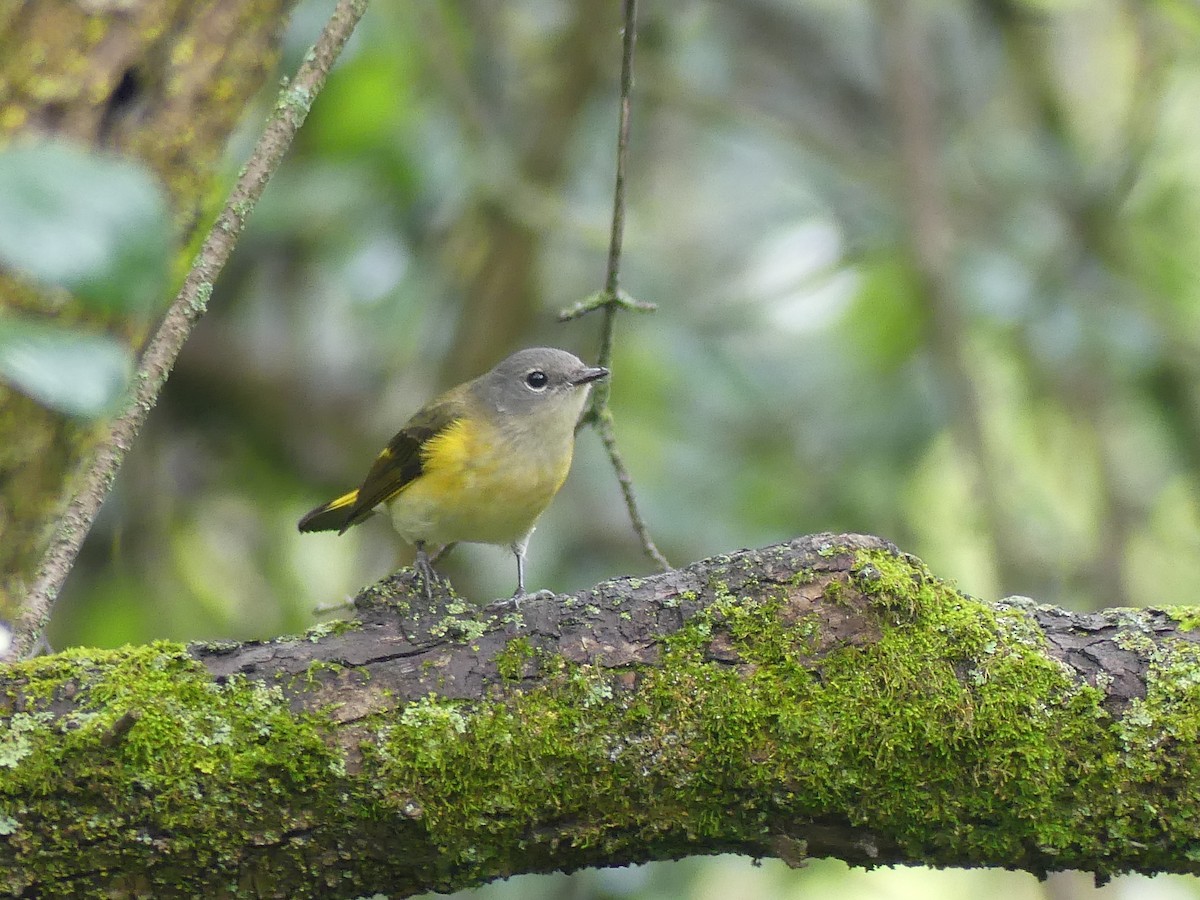 American Redstart - ML642176984