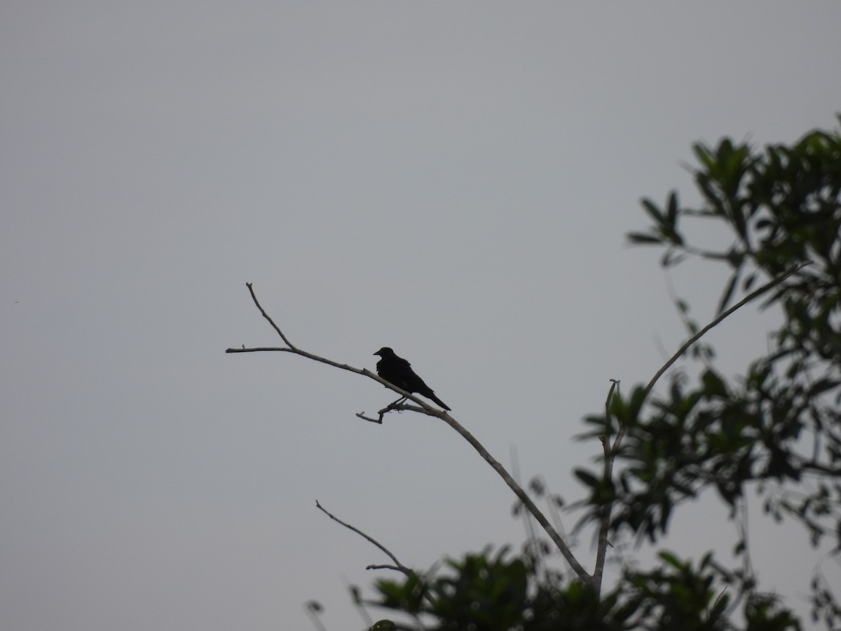 Giant Cowbird - ML642176987