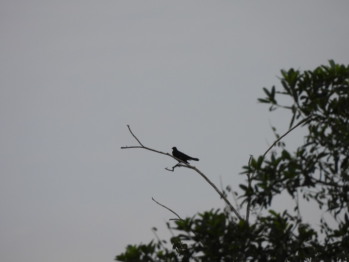 Giant Cowbird - ML642176989