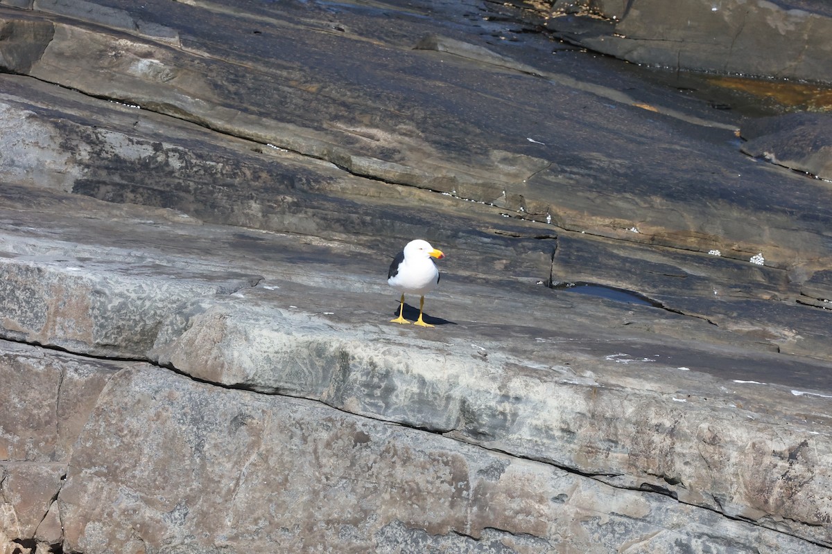 Pacific Gull - ML642176991