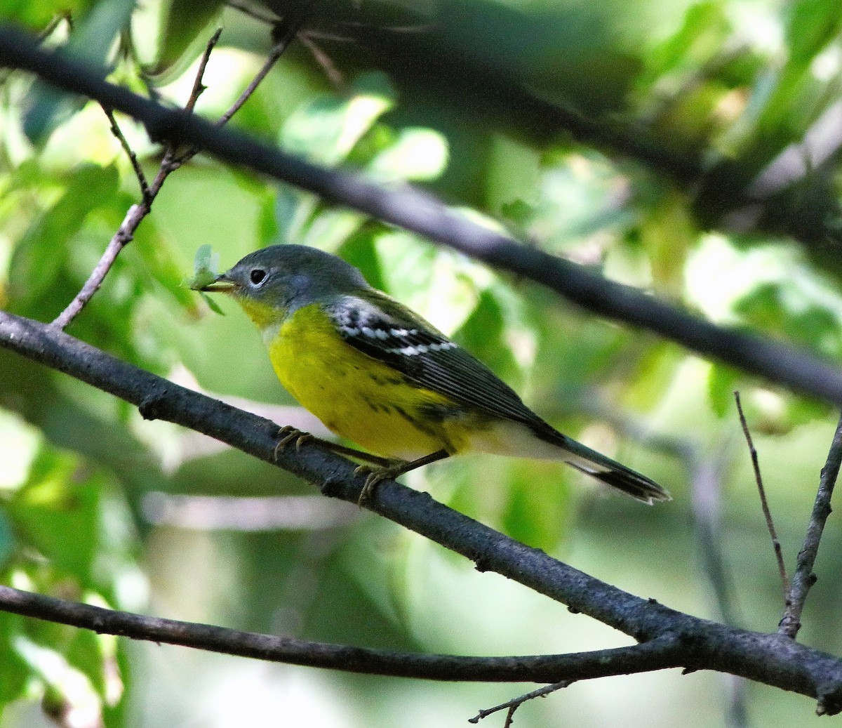 Magnolia Warbler - ML642176996