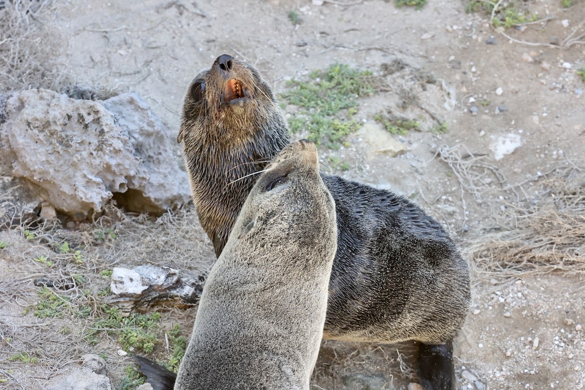 Long-nosed Fur Seal - ML642177003
