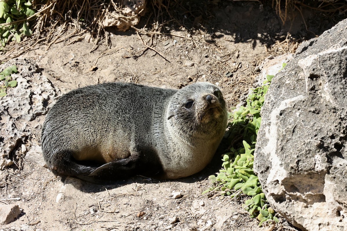 Long-nosed Fur Seal - ML642177004