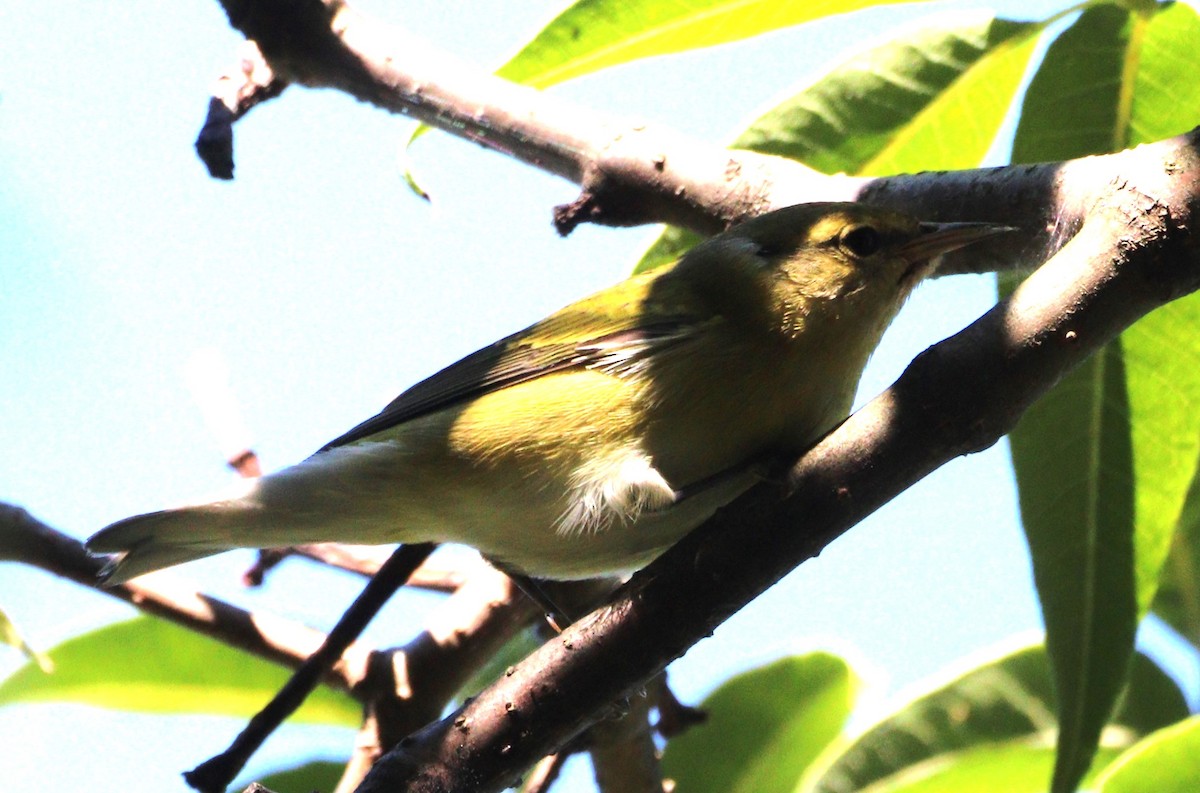 Tennessee Warbler - ML642177010
